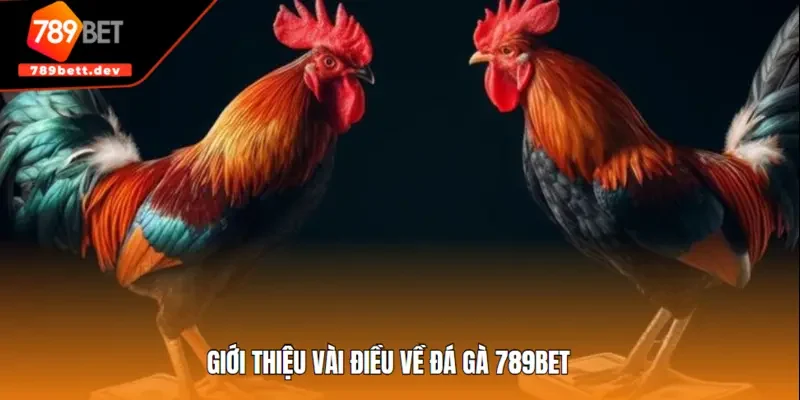 Giới thiệu vài điều về đá gà 789BET