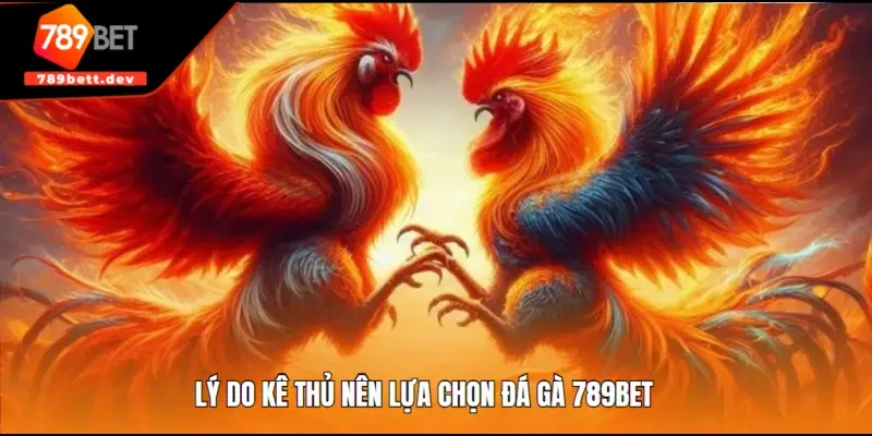 Lý do kê thủ nên lựa chọn đá gà 789BET