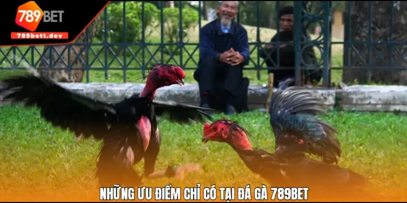 Những ưu điểm chỉ có tại đá gà 789BET