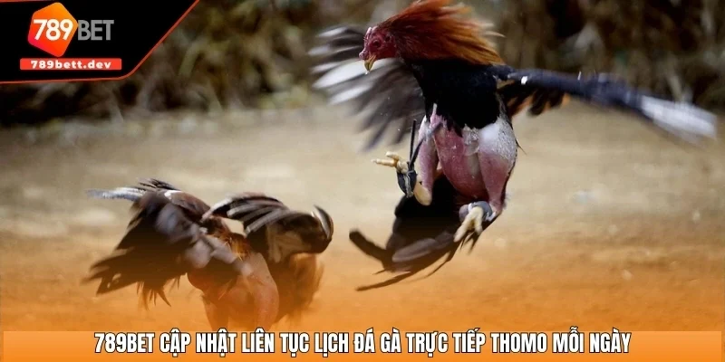 789BET cập nhật liên tục lịch đá gà trực tiếp Thomo mỗi ngày