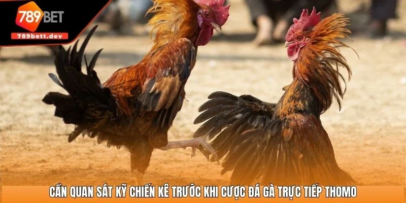 Cần quan sát kỹ chiến kê trước khi cược đá gà trực tiếp Thomo