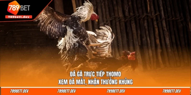 da ga truc tiep thomo