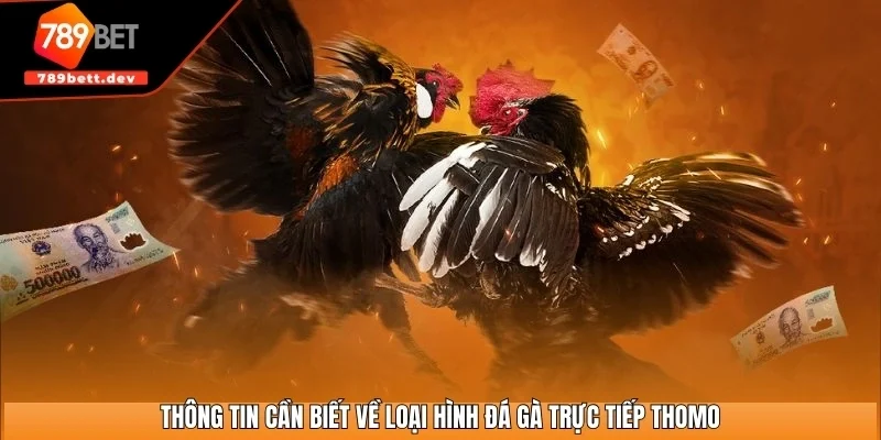 Thông tin cần biết về loại hình đá gà trực tiếp Thomo